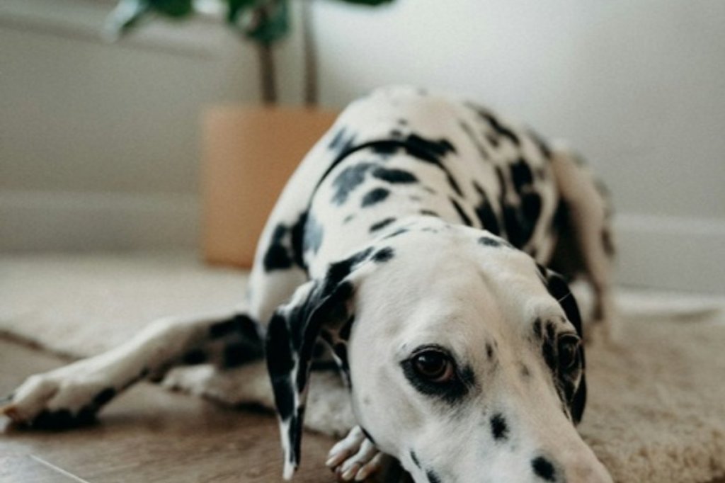 Spotted dog lying on a clean light rug